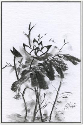 Picture of Black Daisy I