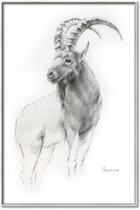 Picture of Ram Charcoal