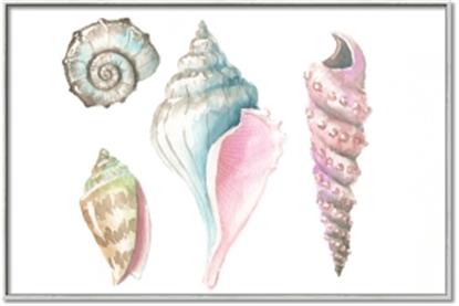 Picture of Seashells II