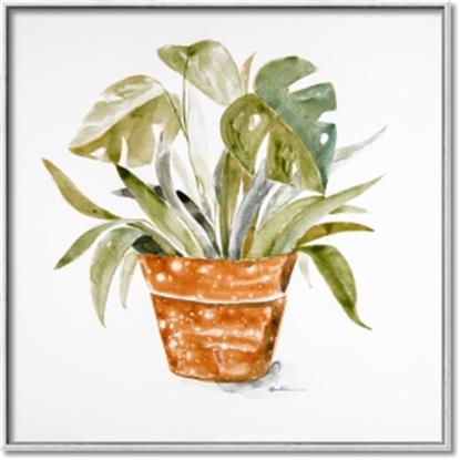 Picture of Palm Plant