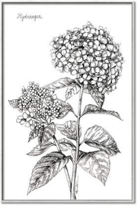 Picture of Hydrangea Sketch