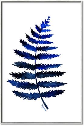 Picture of Indigo Fern