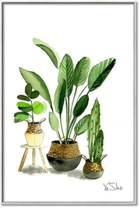 Picture of House Plants I