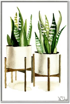 Picture of House Plants II