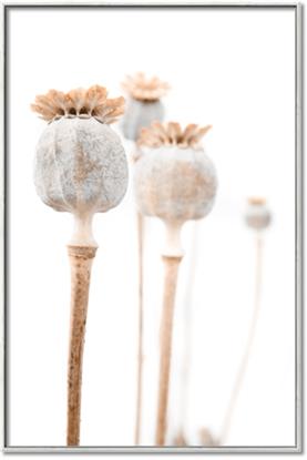 Picture of About to Bloom