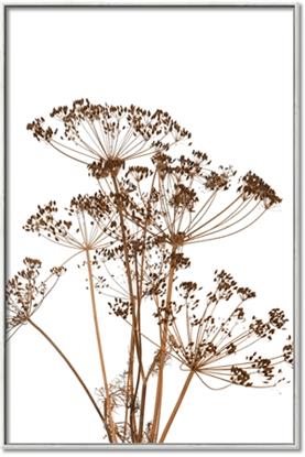 Picture of Angelica Plant