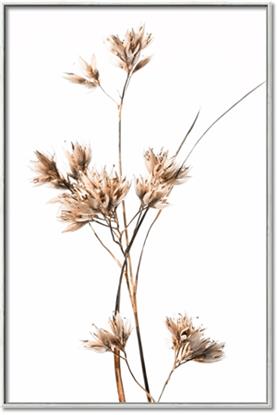 Picture of Aster Flower