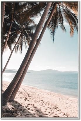 Picture of Beach Palms