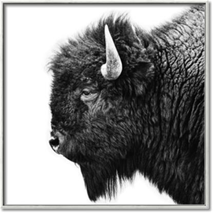 Picture of Buffalo Head