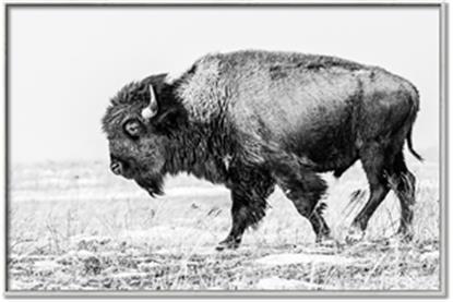 Picture of Buffalo March