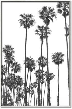 Picture of California Palms