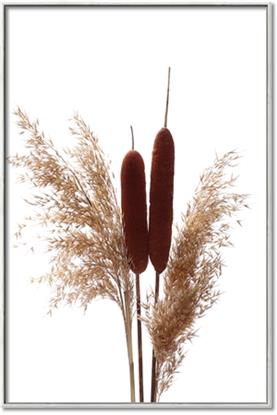 Picture of Cattails