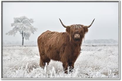 Picture of Cookie, the Cow