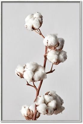 Picture of Cotton