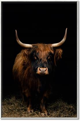 Picture of Dixie, the Bull II