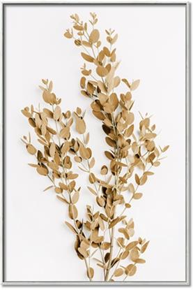 Picture of Dried Eucalyptus