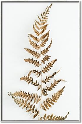 Picture of Dried Fern Leaf