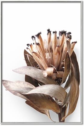 Picture of Dried Flower I