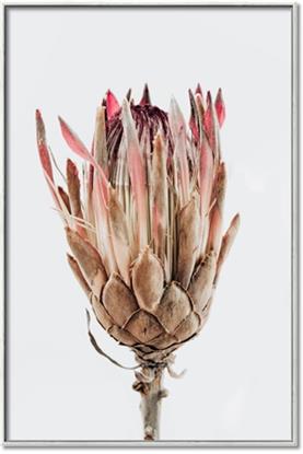 Picture of Dried Flower II