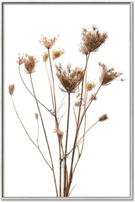 Picture of Dried Flower III