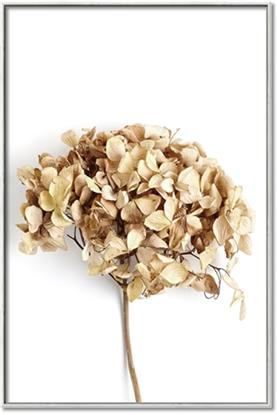Picture of Dried Hydrangea