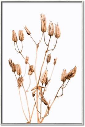 Picture of Dried Lilies