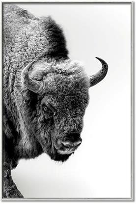 Picture of Buffalo Bill