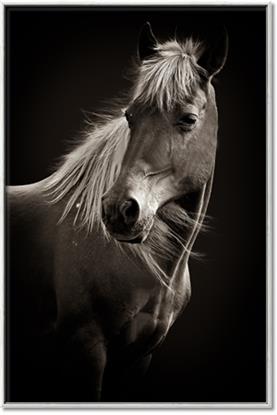 Picture of Ebony, the Horse