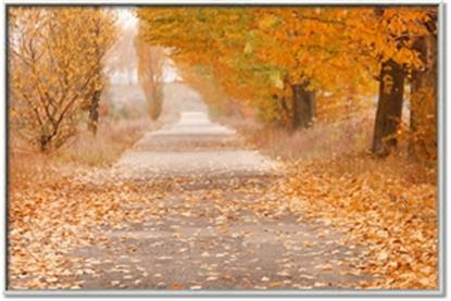 Picture of Falling Leaves