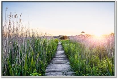 Picture of Field of Dreams