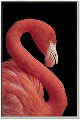 Picture of Flamingo Flame