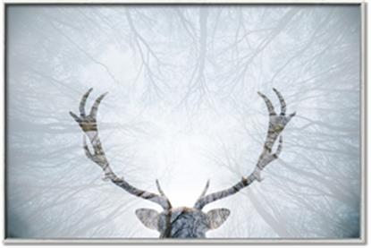 Picture of Forest Stag