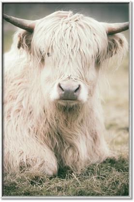 Picture of Furry Cow