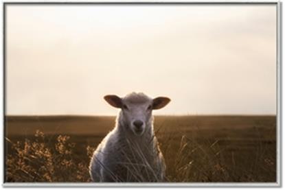 Picture of Grazing Sheep