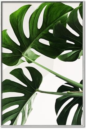 Picture of Green Palms