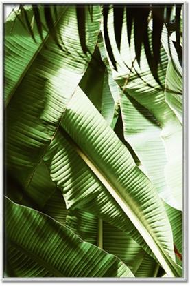 Picture of Greenleaf III