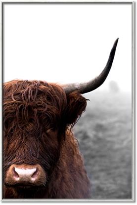 Picture of Highland Cow