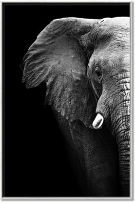 Picture of Gentle Giant