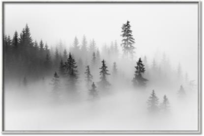 Picture of In the Fog