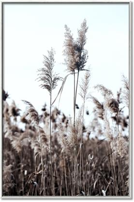 Picture of In the Fields
