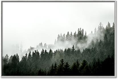 Picture of In the Mist