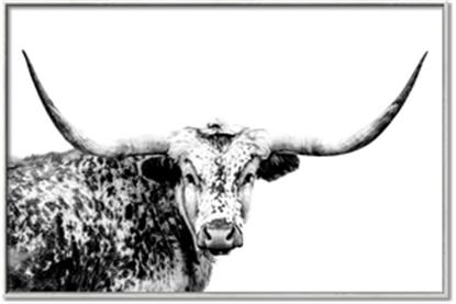 Picture of Jackson, The Bull