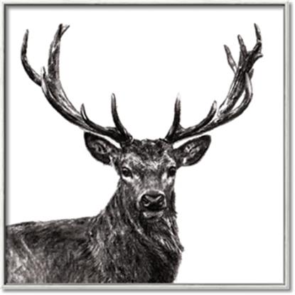 Picture of James, the Stag