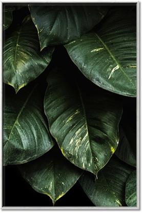 Picture of Jungle Leaves