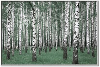 Picture of Just Trees