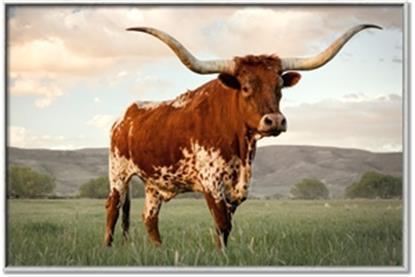 Picture of Life of a Bull