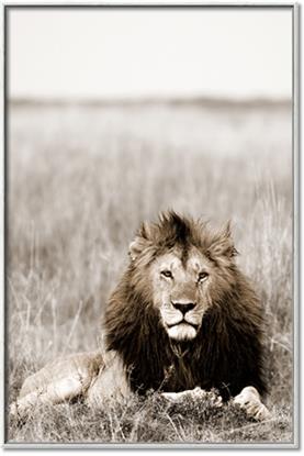 Picture of Lion Stare