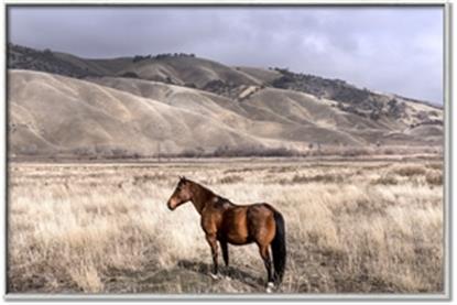 Picture of Lone Horse