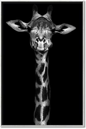 Picture of Long Neck