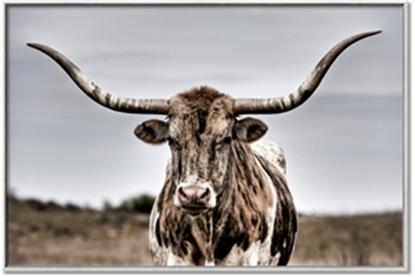 Picture of Longhorn Bull